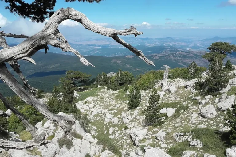 Paesaggio con pini loricati incastonati nella roccia nel Parco Nazionale del Pollino, tra i luoghi naturali più belli della Calabria