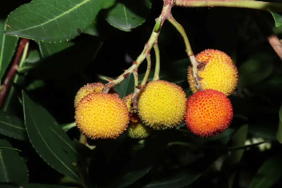 Corbezzolo, albero con frutti gialli del Mediterraneo