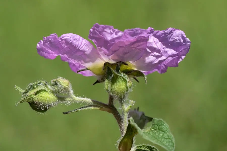 Fiore Cisto o Cistus creticus con petali rosa e boccioli
