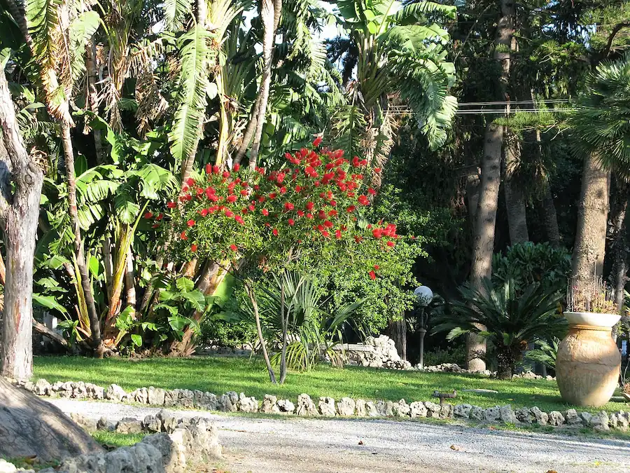 Callistemon nel giardino della Villa Comunale Umberto I di Reggio Calabria